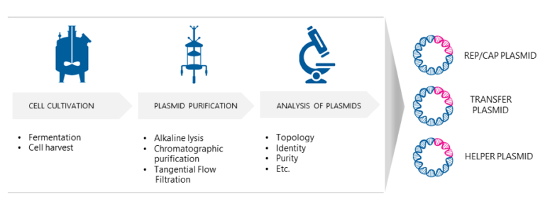 GMP Plasmid DNA Production Biovian